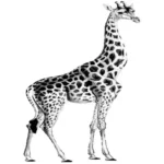 drawing:bkjikold4xi= giraffe