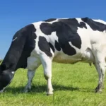 clipart:_n6r7x-sehk= cow