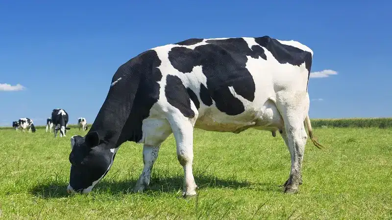 clipart:_n6r7x-sehk= cow