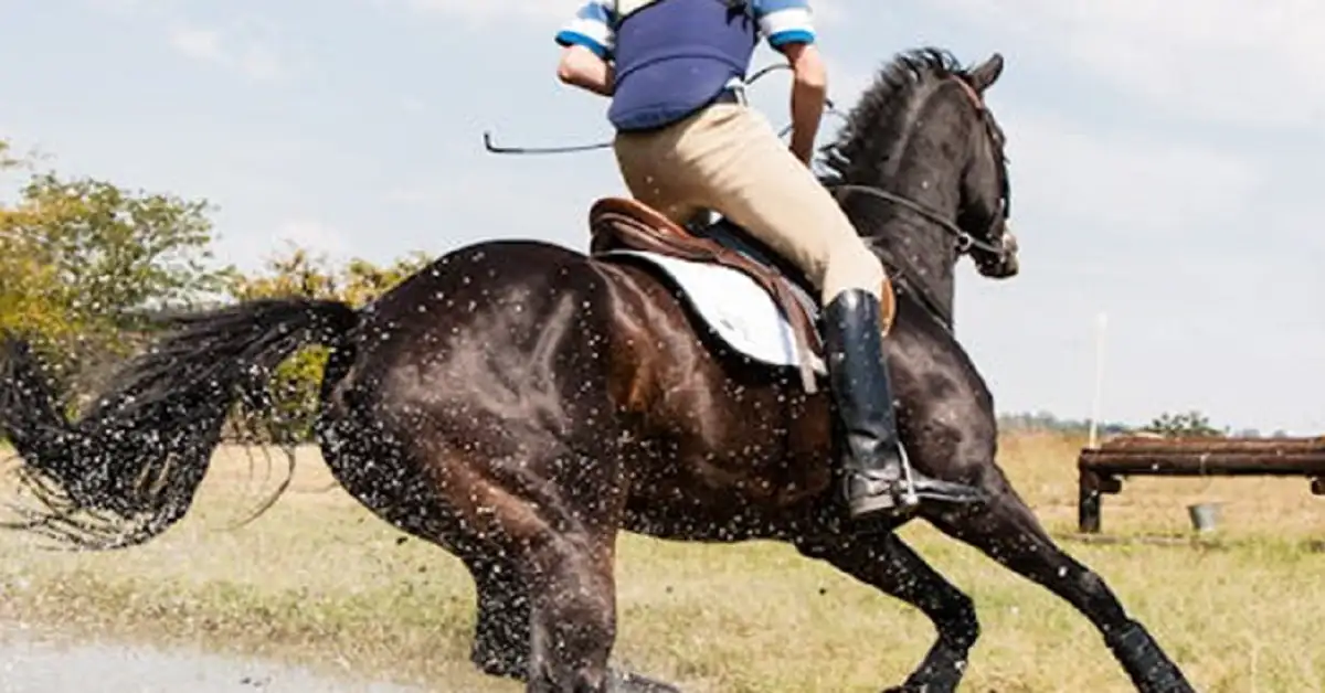 Discover the Best Horse Saddles for Comfort